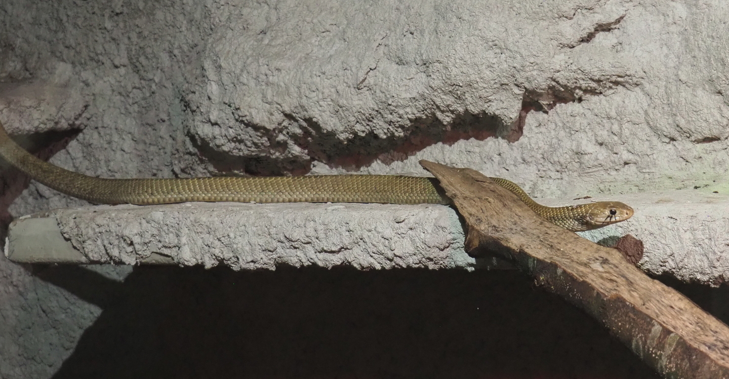 Indigo snake (Drymarchon corais), 2021-06-15