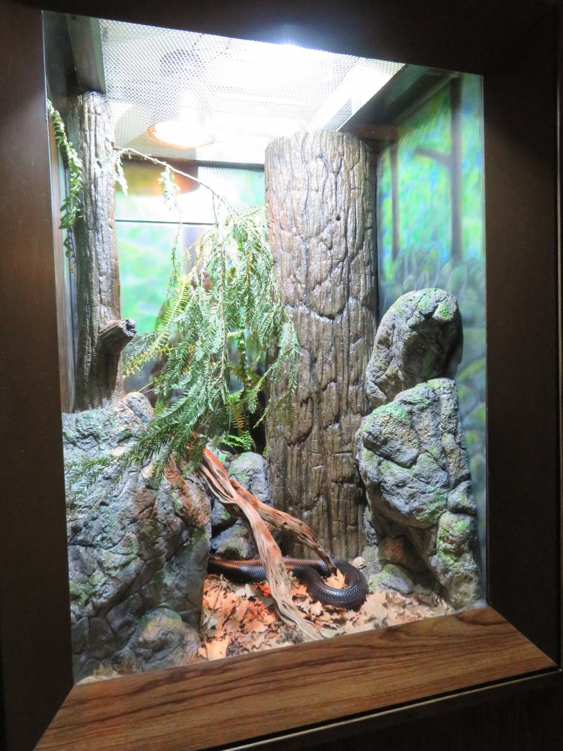 Indigo Snake Exhibit