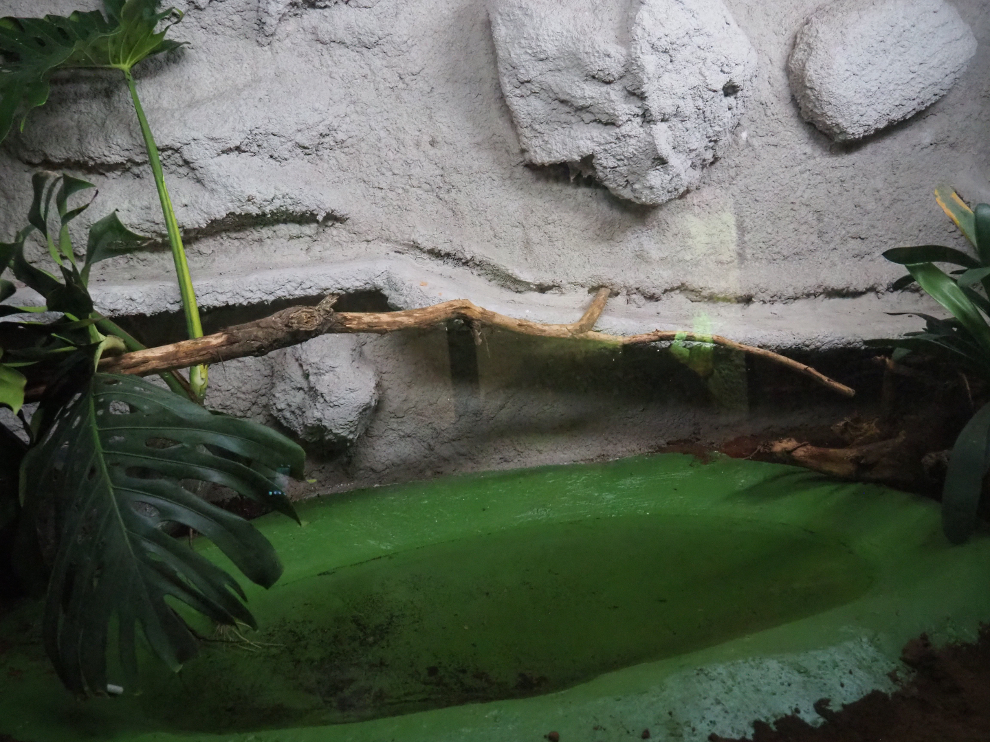 Indigo snake terrarium, 2019-08-04