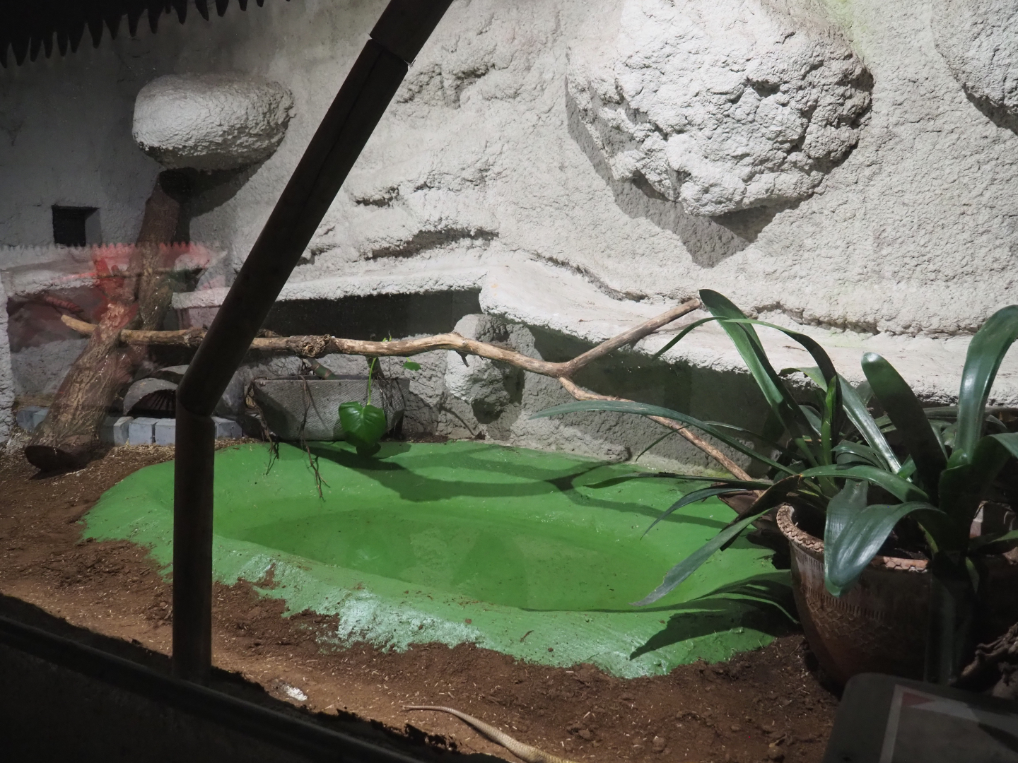 Indigo snake terrarium, 2020-06-20