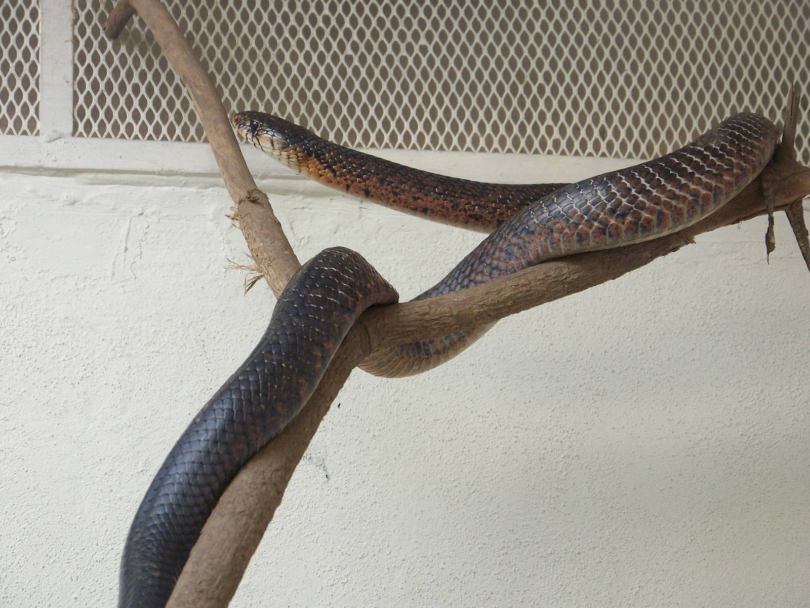 Indigo Snake