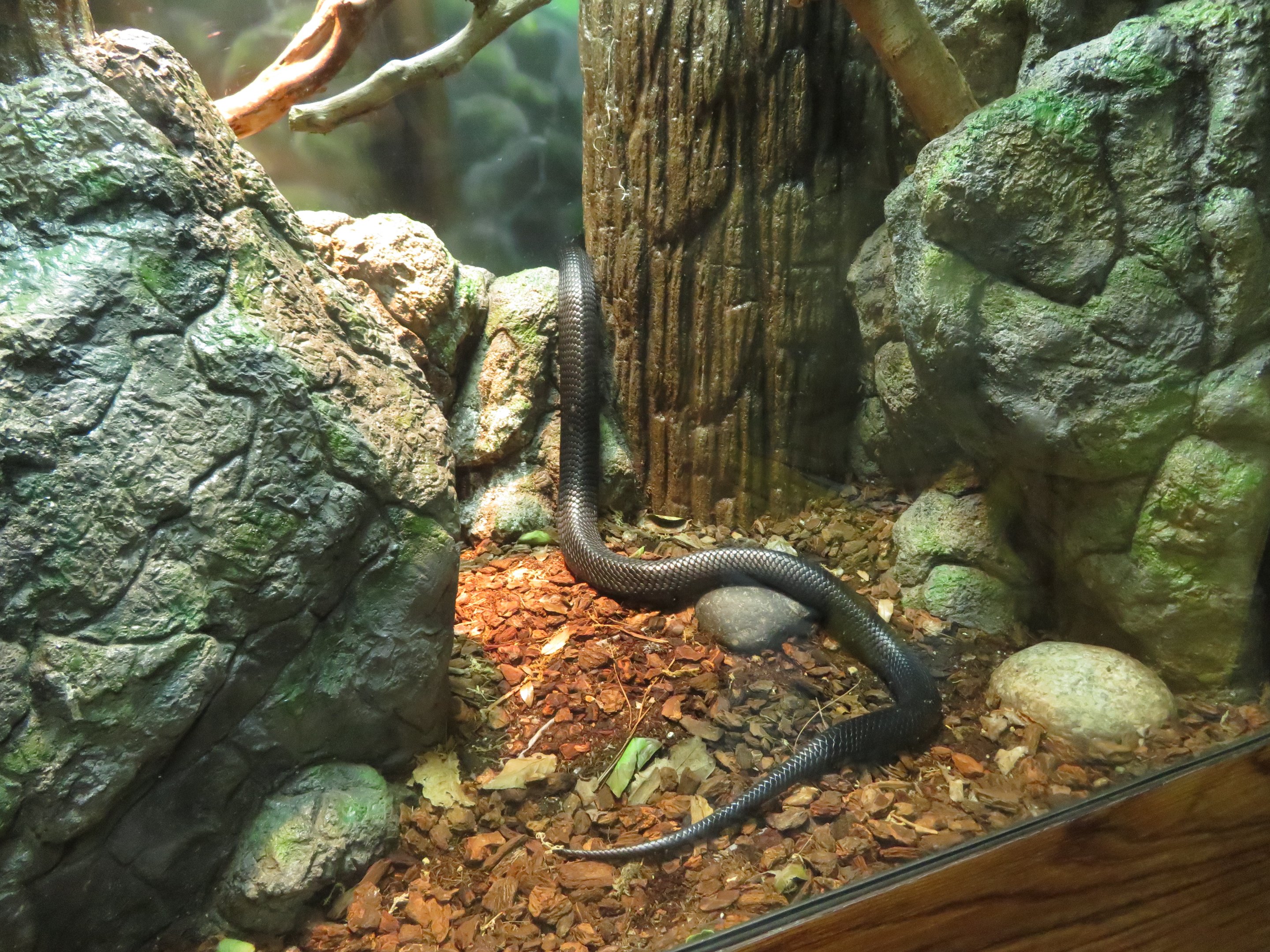 Indigo Snake