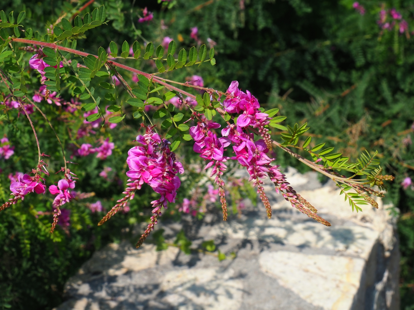 Indigofera kirilowii (Aug 28th, 2018)