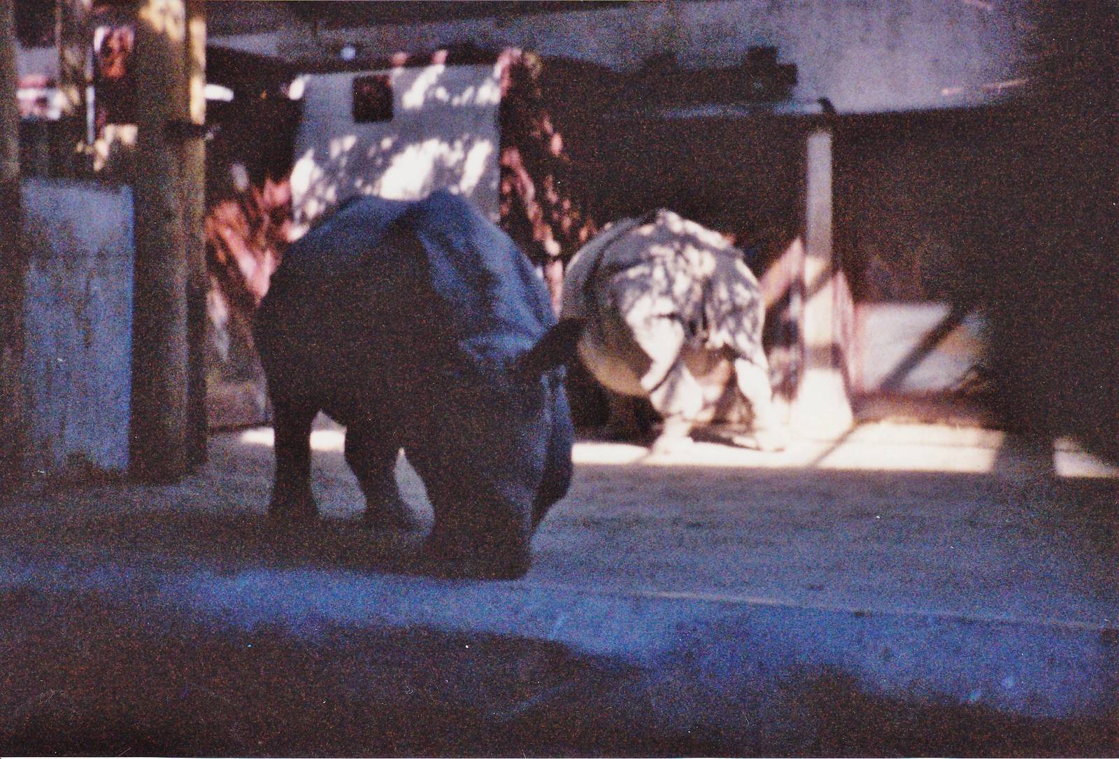 Indira and Patrick 1990's