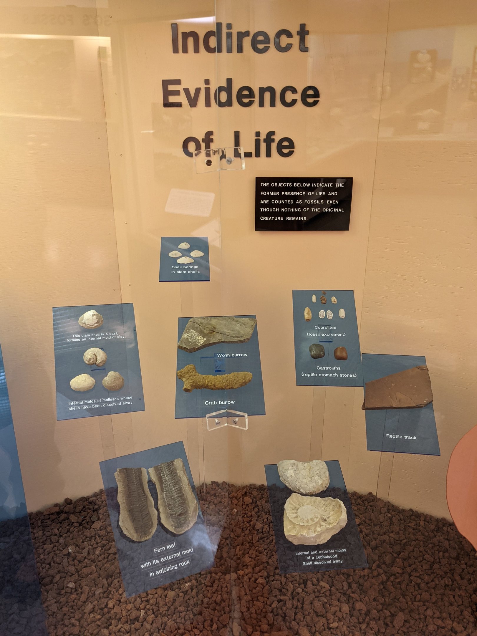 Indirect Evidence of Life Display Case