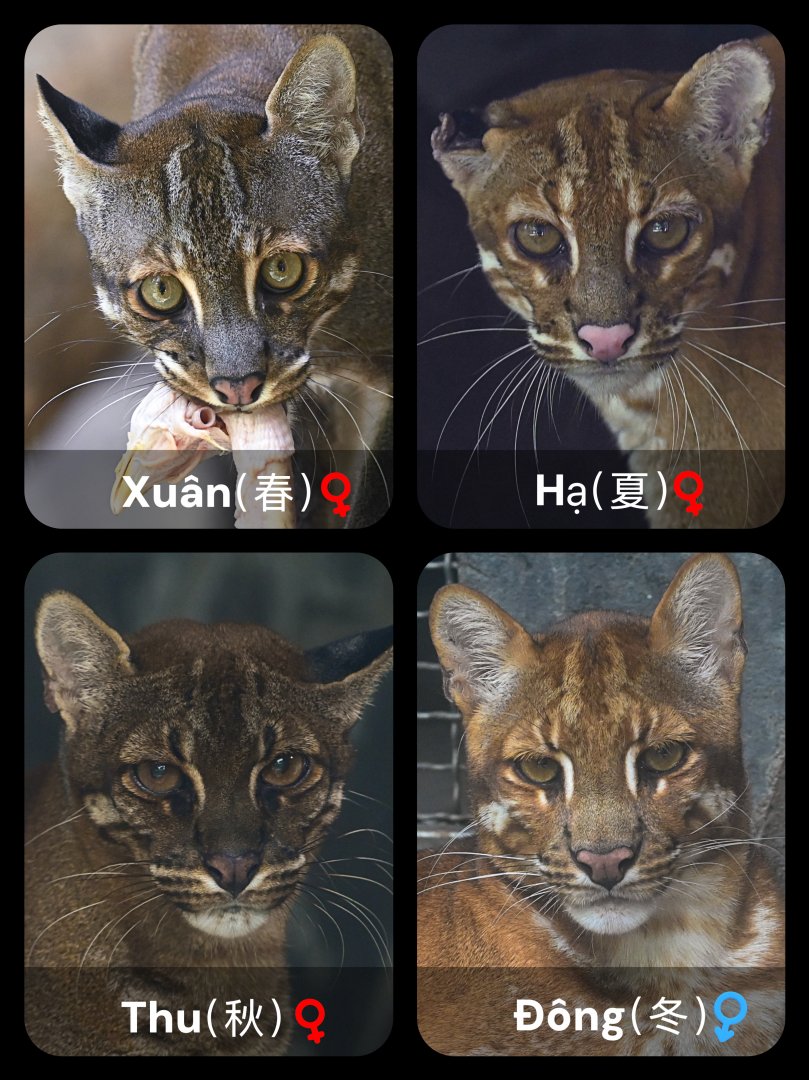 Individual Identification Guide for the Four Asian Golden Cats