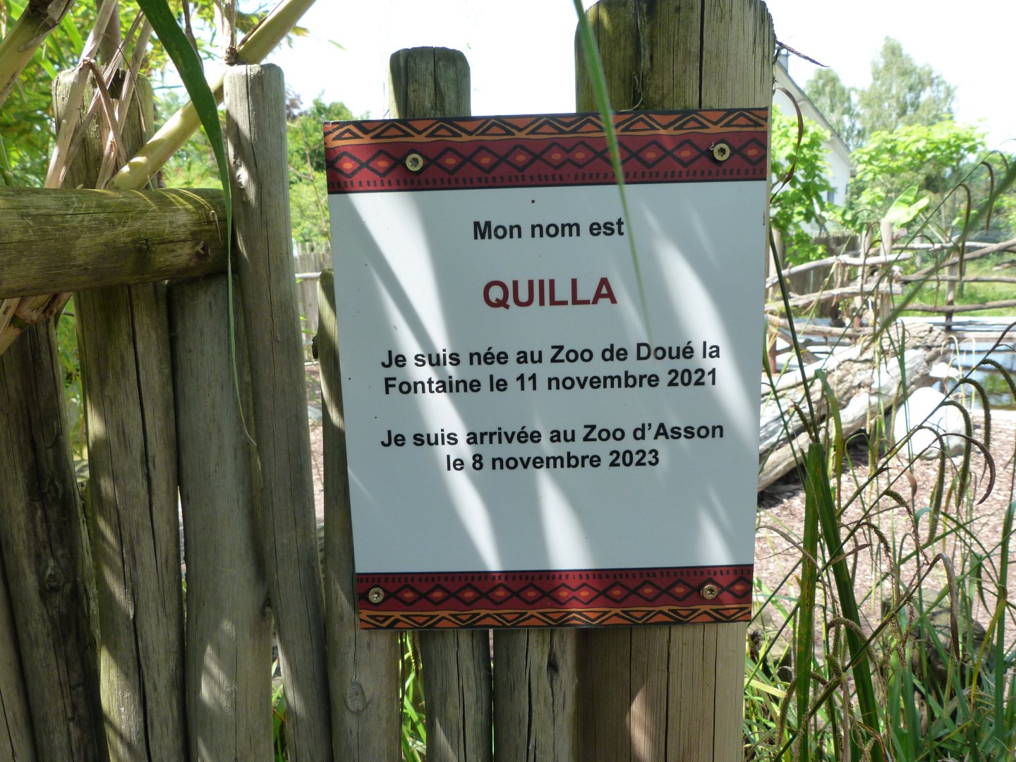 Individual pygmy hippo sign -Zoo d'Asson (2025)