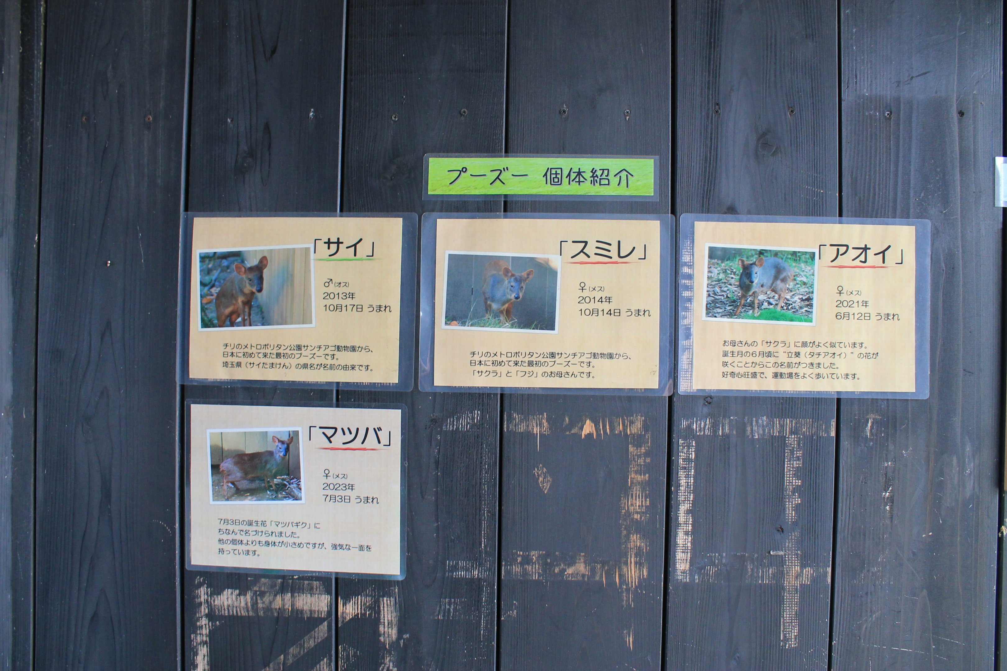 Individual signage for Pudu (Pudu puda) - Saitama Childrens Zoo