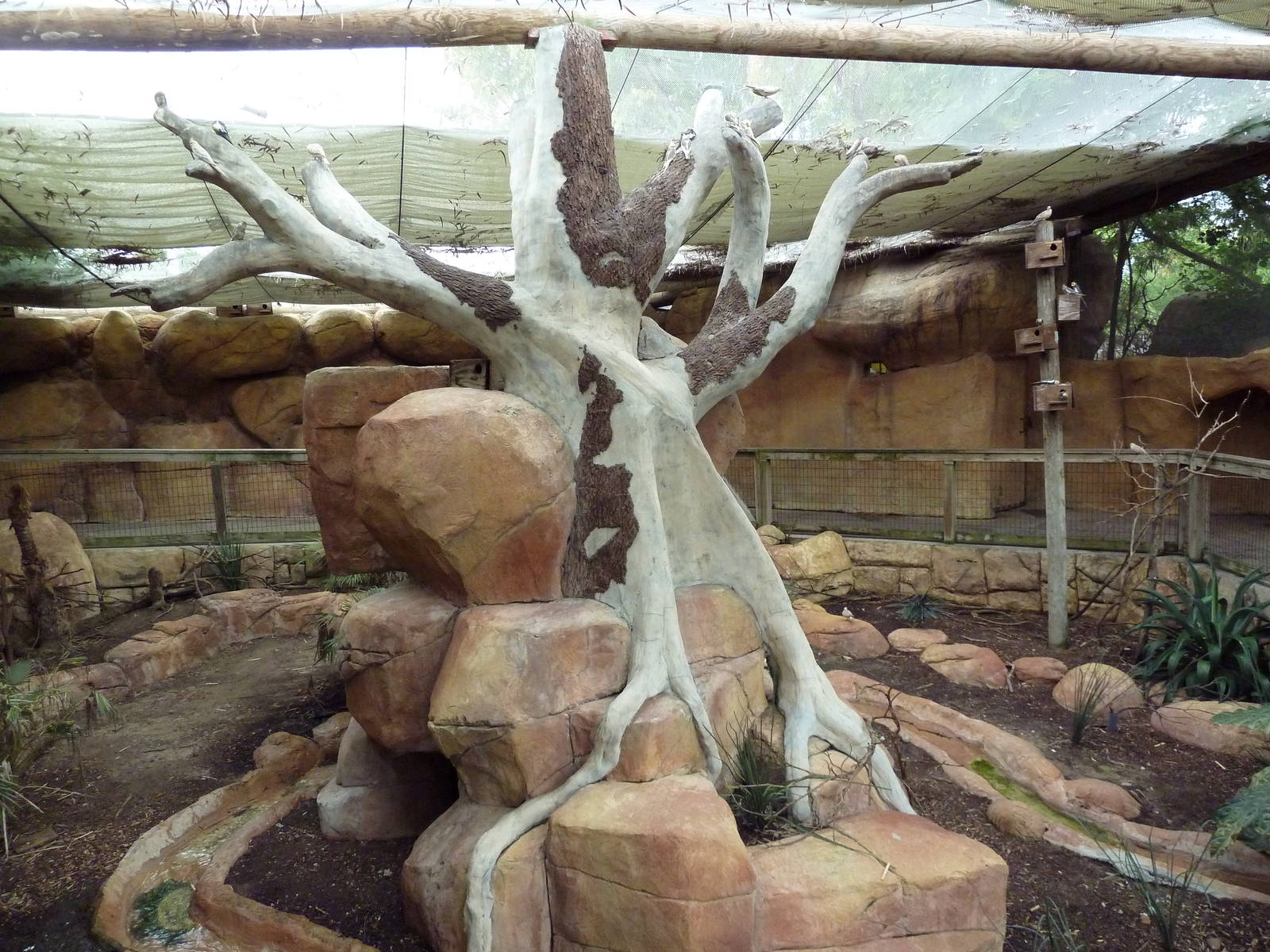 Indo-Australia Bird Walkabout