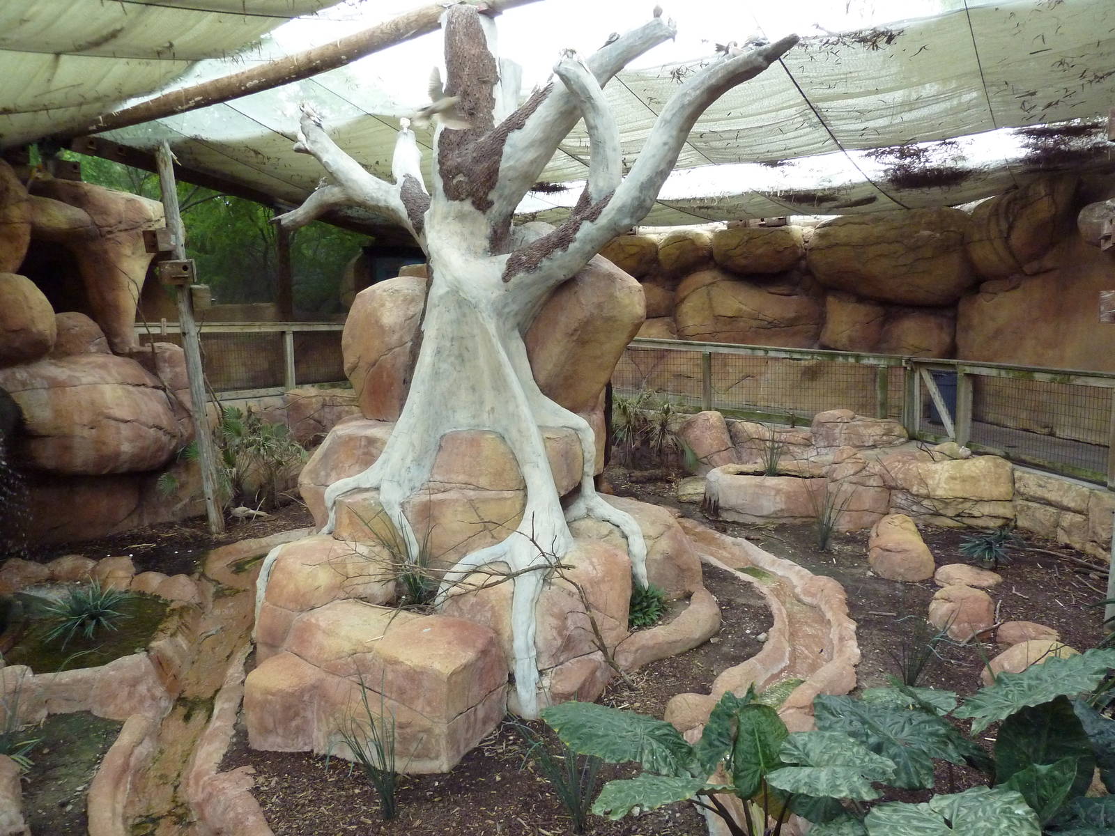 Indo-Australia Bird Walkabout