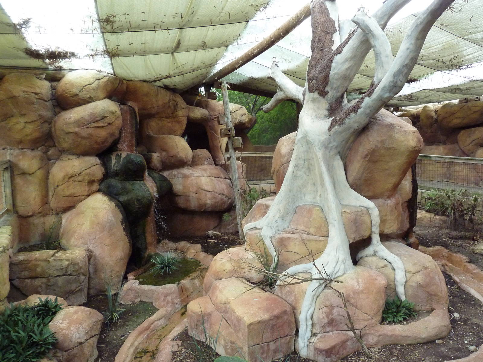 Indo-Australia Bird Walkabout