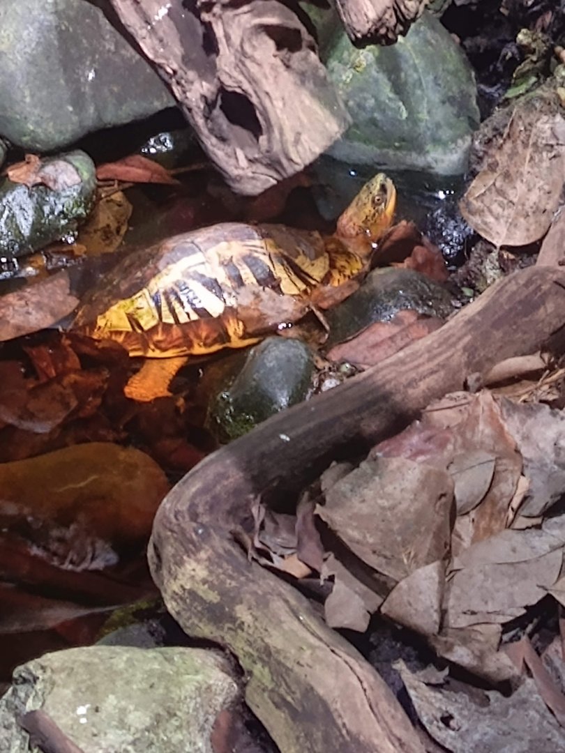 Indo-Chinese Box Turtle (Cuora galbinifrons)