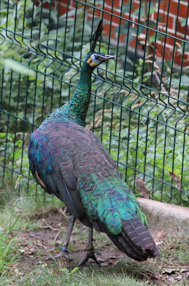 Indo-Chinese green peafowl (Pavo muticus imperator)