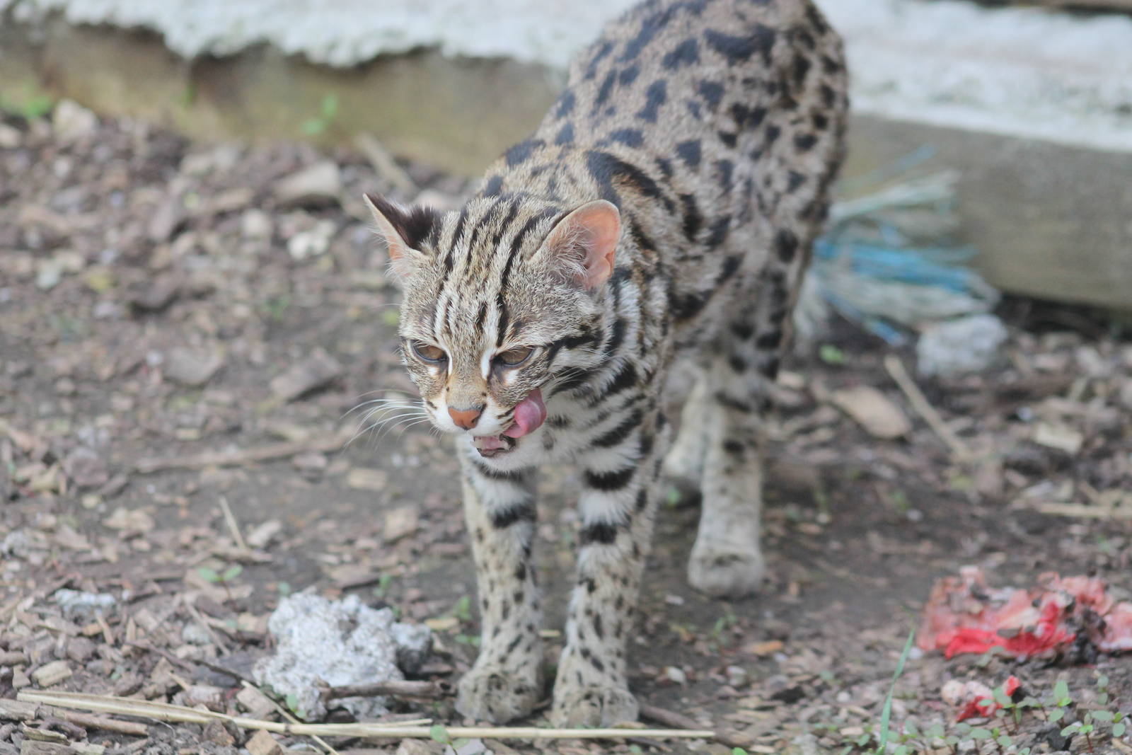 Indo-Chinese Leopard Cat - 6th May 2013
