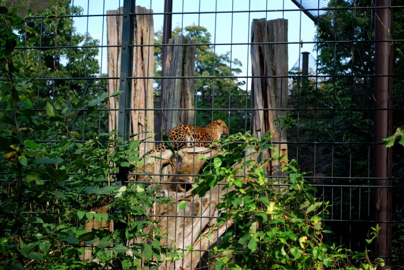 Indo-Chinese leopard