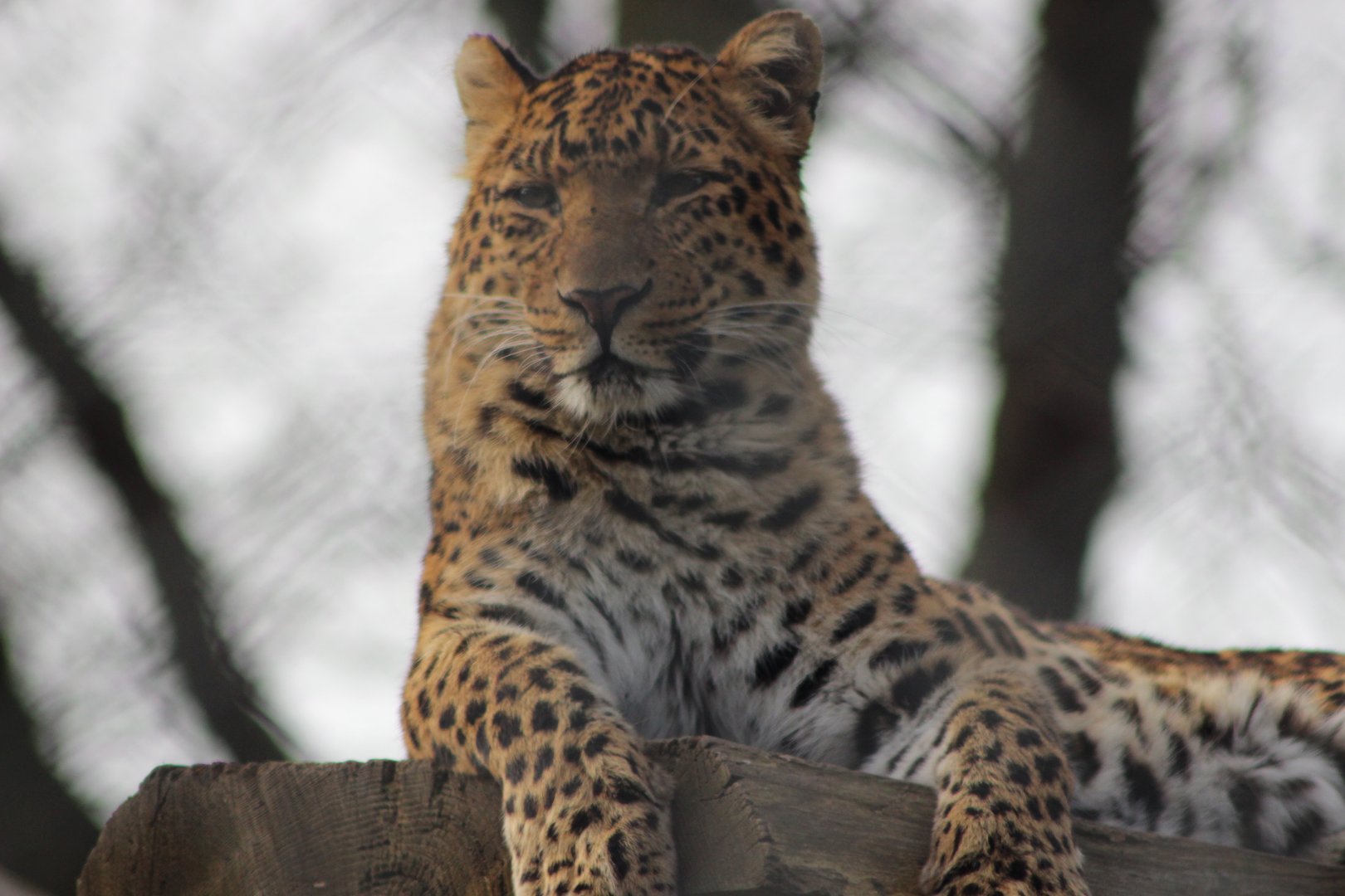 Indo - Chinese Leopard