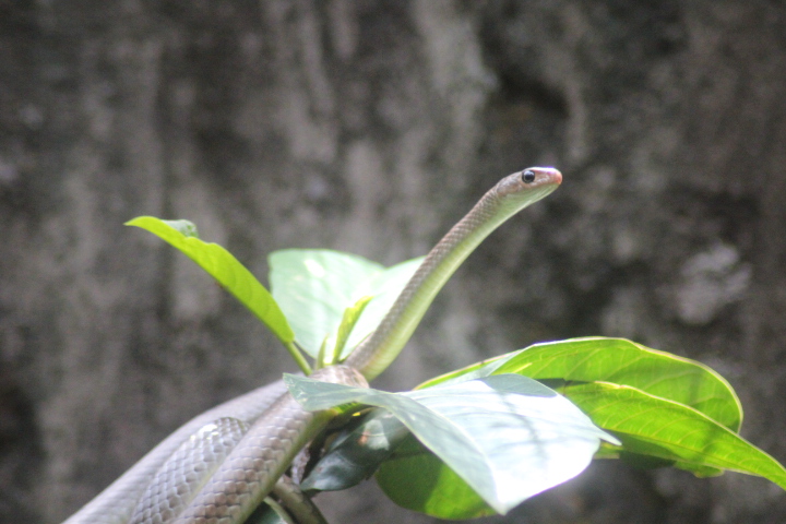 Indo-Chinese rat snake (Ptyas korros)