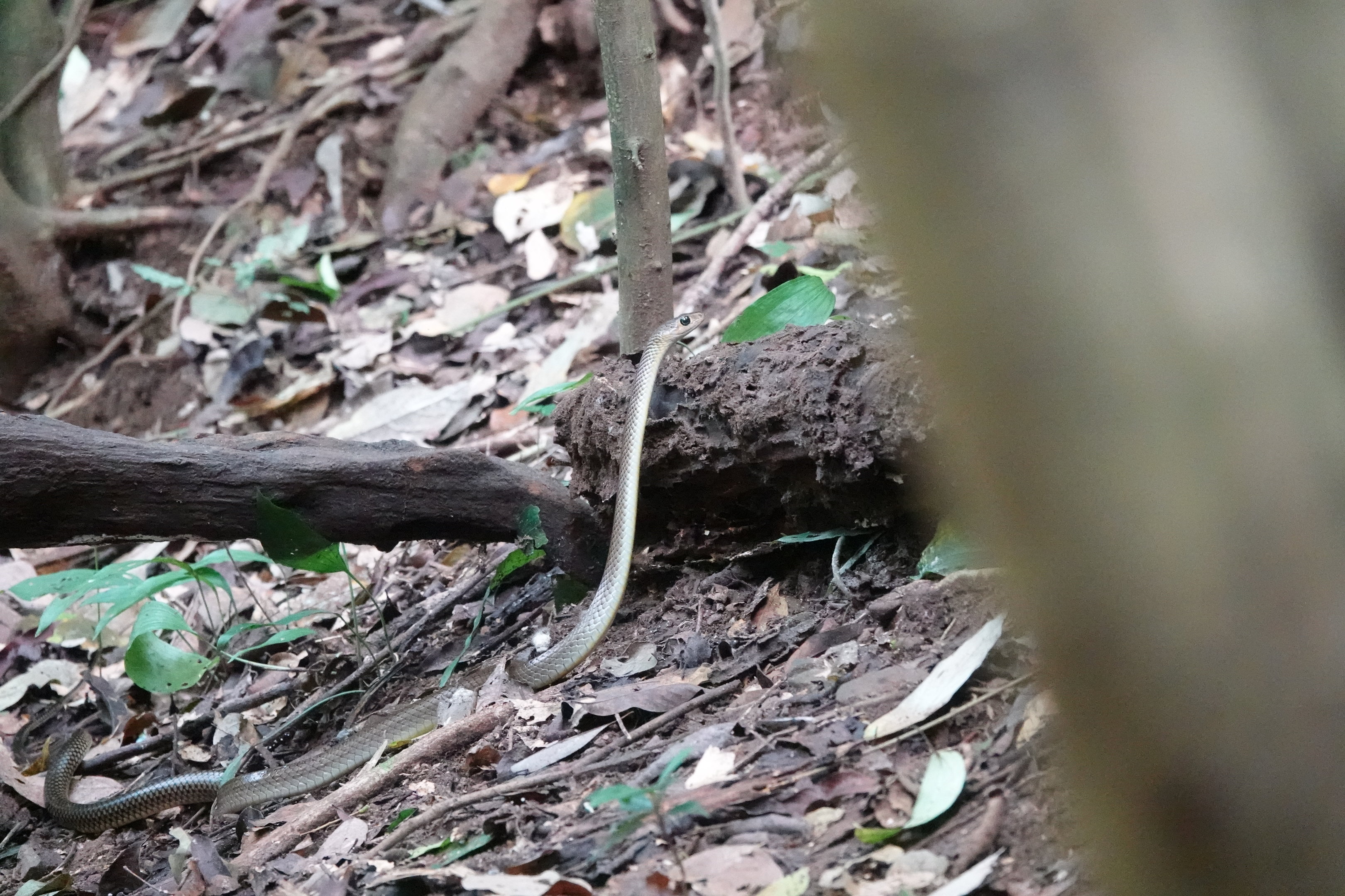 Indo-Chinese Rat Snake