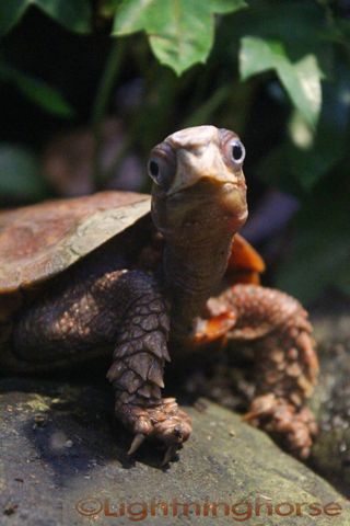 Indo Chinese Serrated Turtle