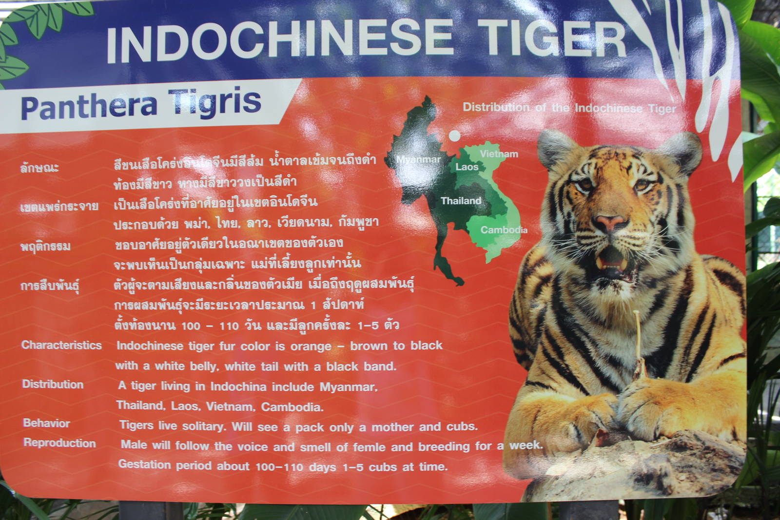 Indo-Chinese Signage