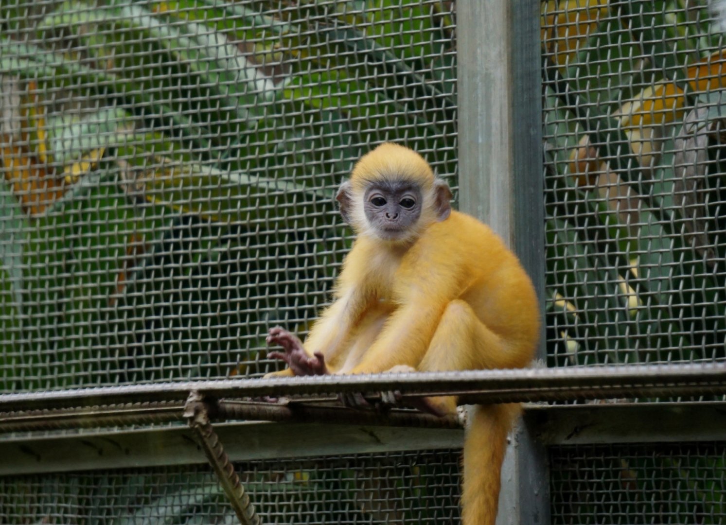 Indo-Chinese silver langur baby