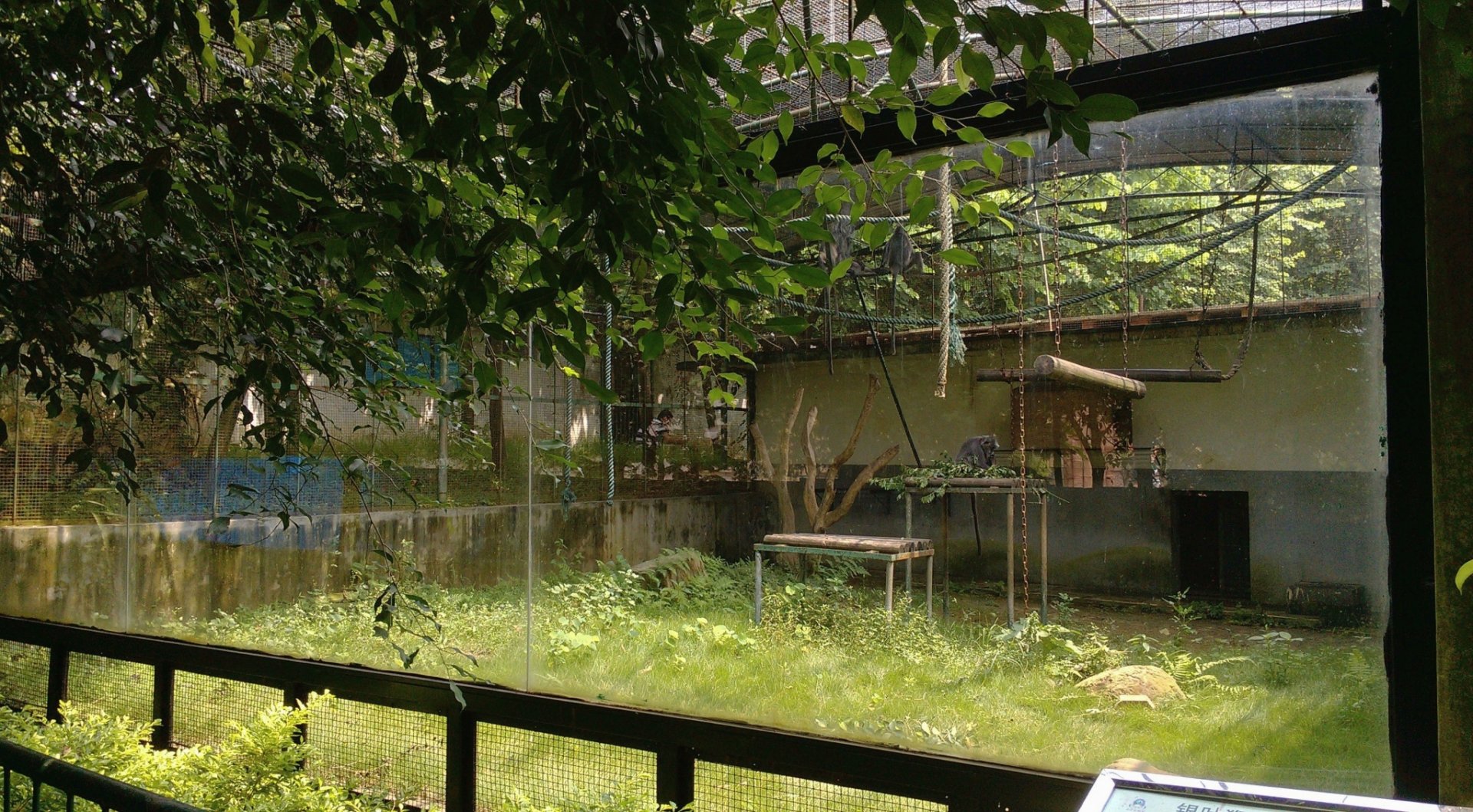 Indo-Chinese silver langur exhibit