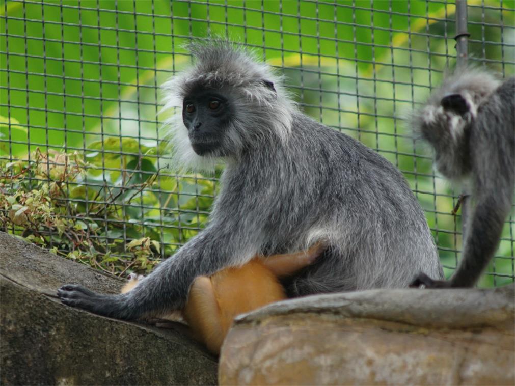 Indo-Chinese silver langur (T. germaini)