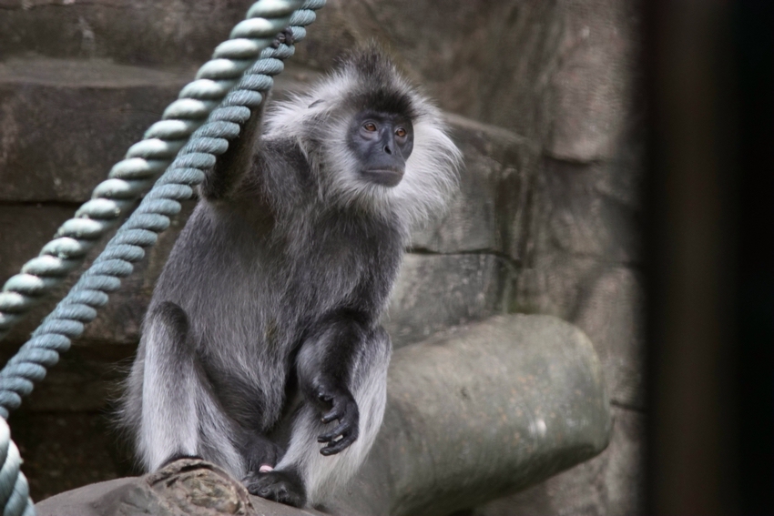 Indo-Chinese silver langur