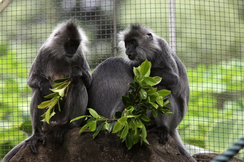 Indo-Chinese silver langur