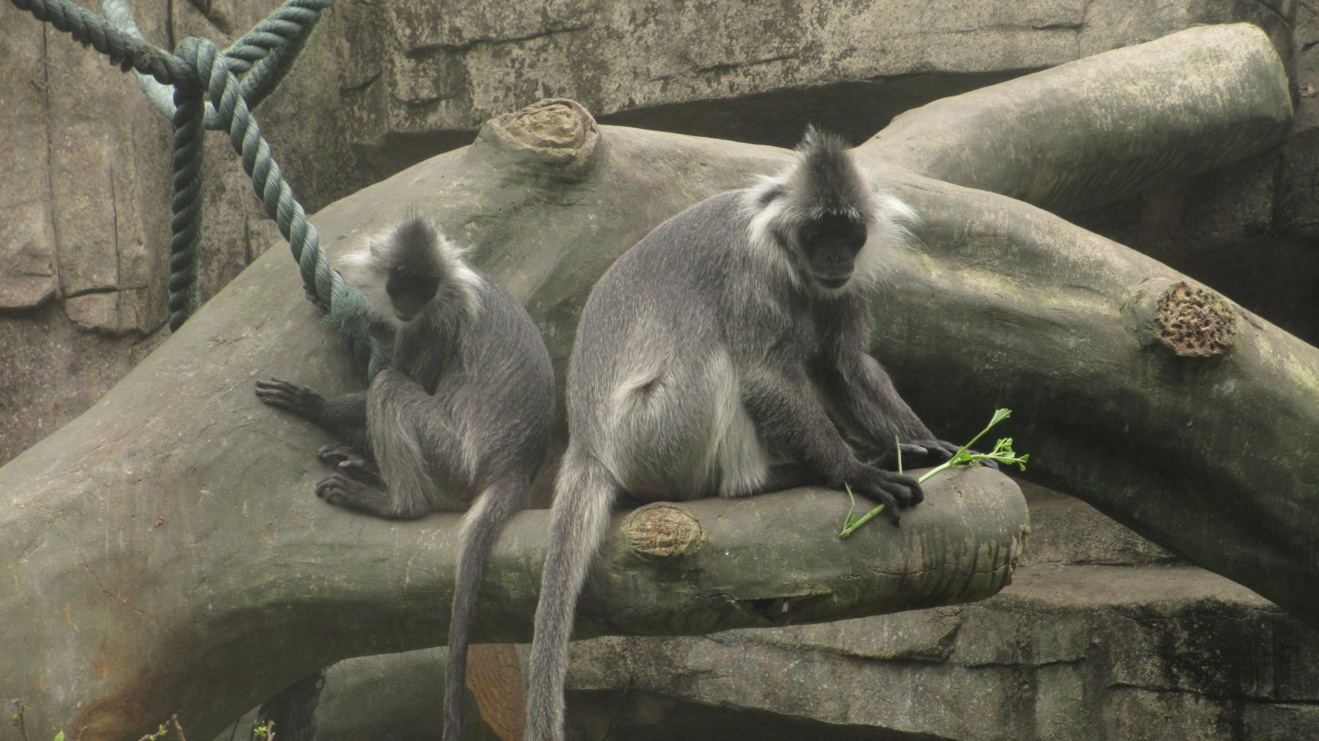Indo-Chinese silver langur