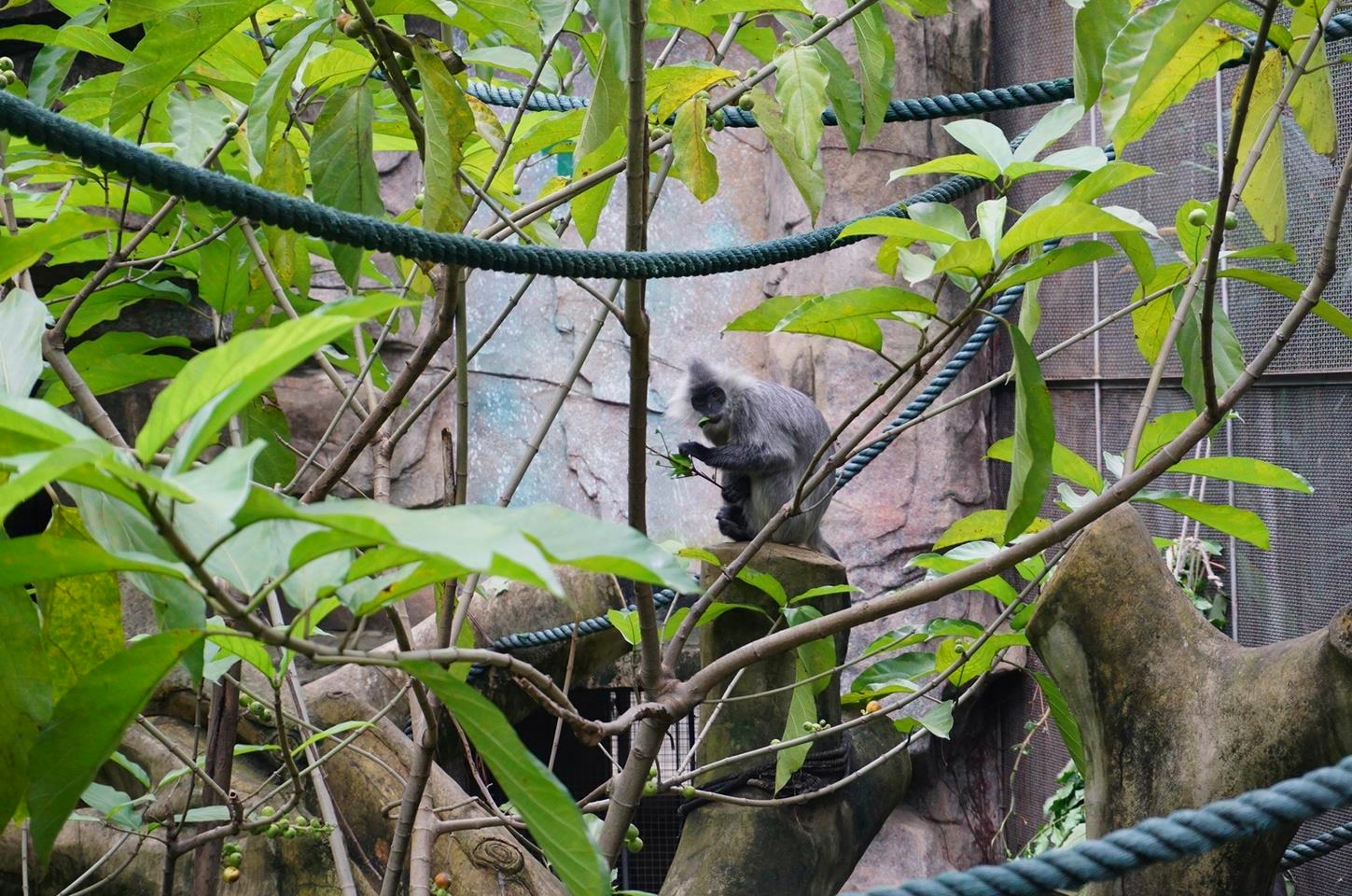 Indo-Chinese silver langur