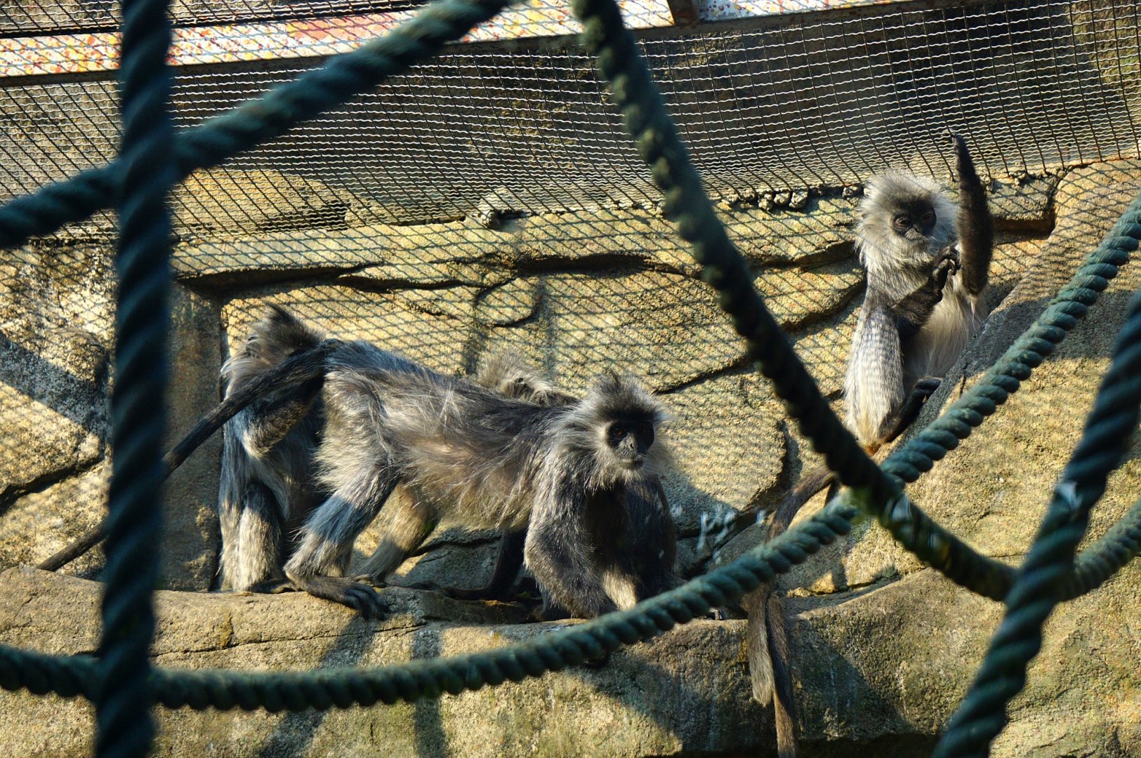 Indo-Chinese silver langur