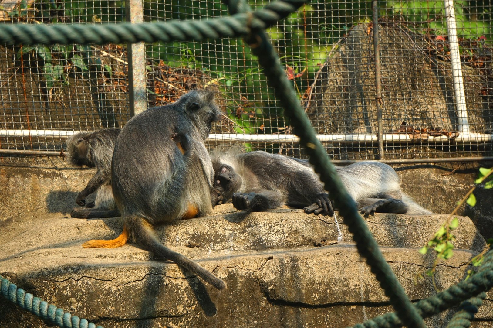 Indo-Chinese silver langur