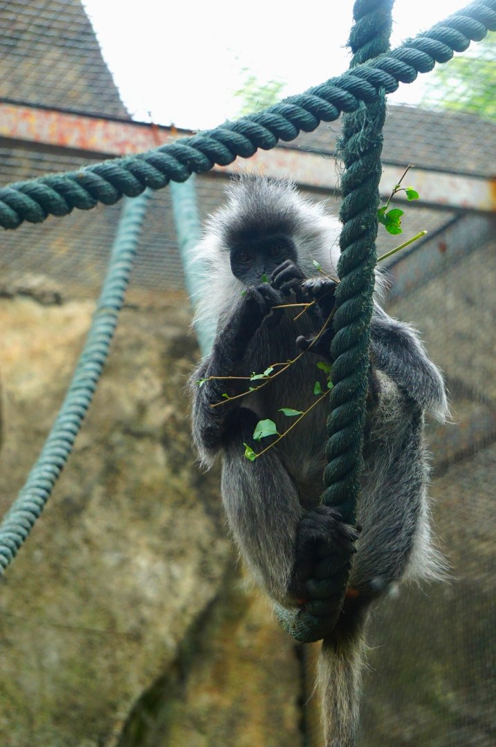 Indo-Chinese silver langur