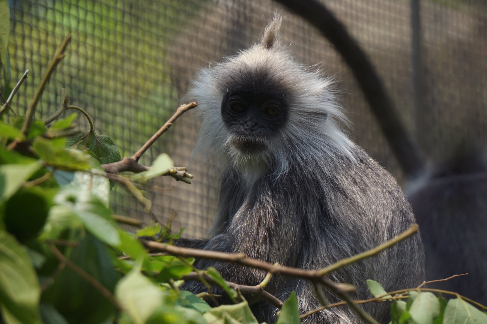 Indo-Chinese silver langur