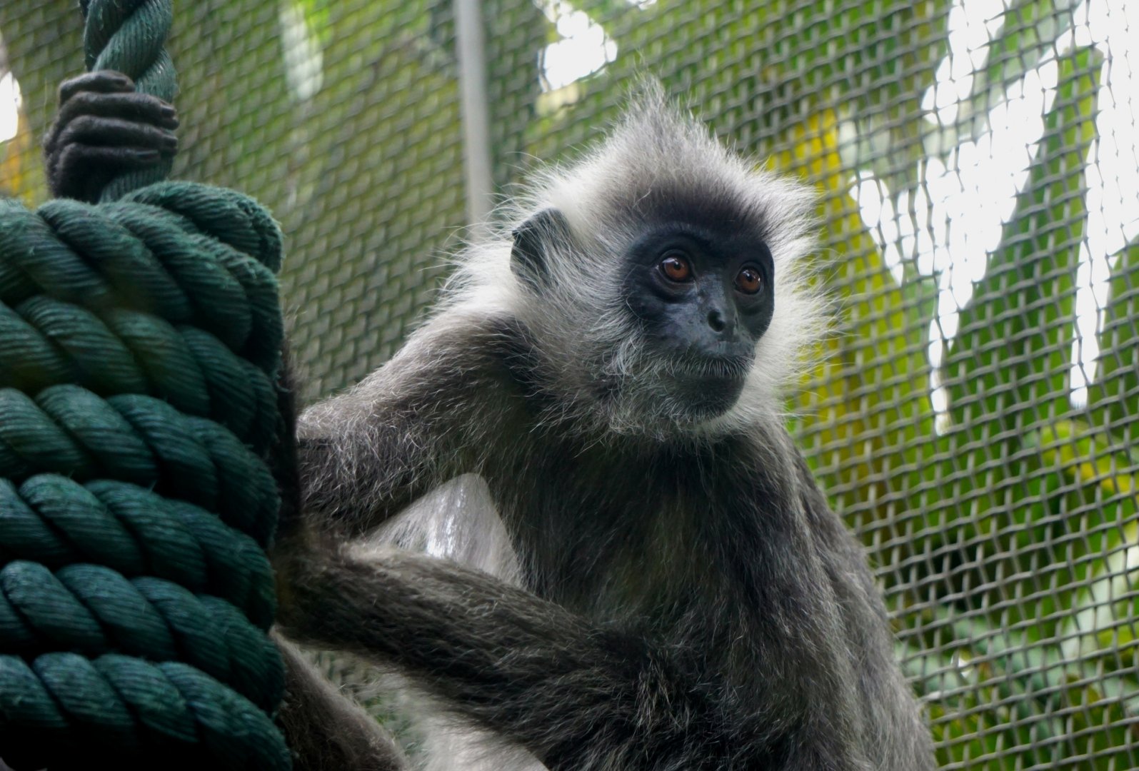 Indo-Chinese silver langur
