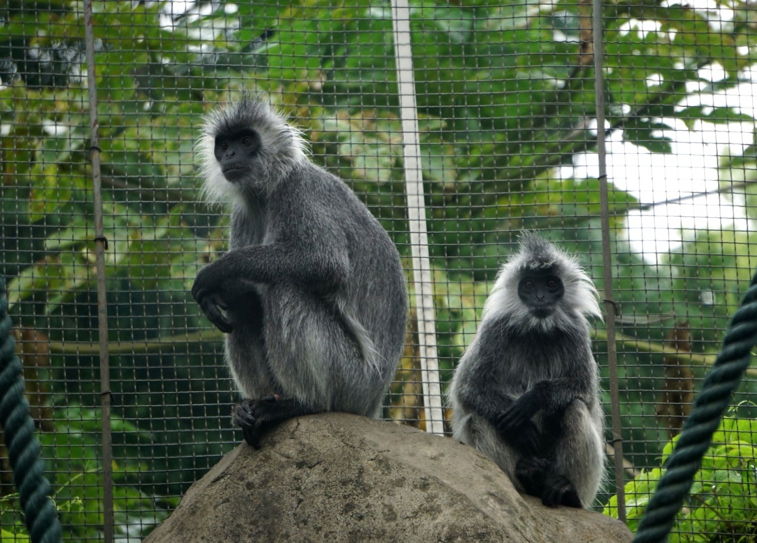 Indo-Chinese silver langur