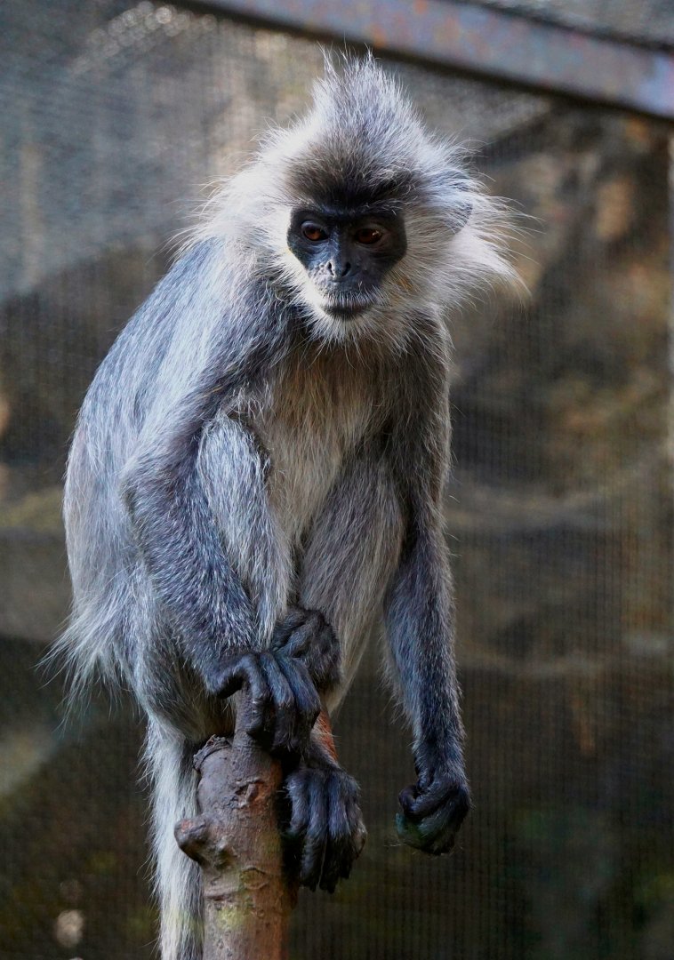 Indo-Chinese silver langur
