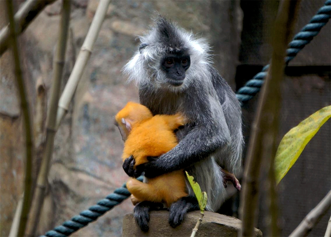 Indo-Chinese silver langur