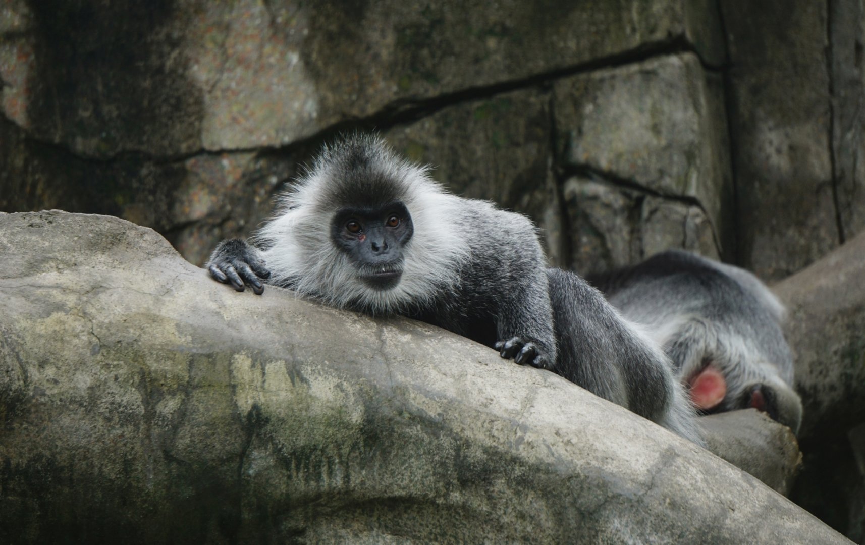 Indo-Chinese silver langur