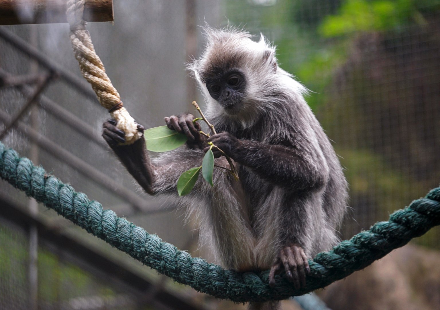 Indo-Chinese silver langur