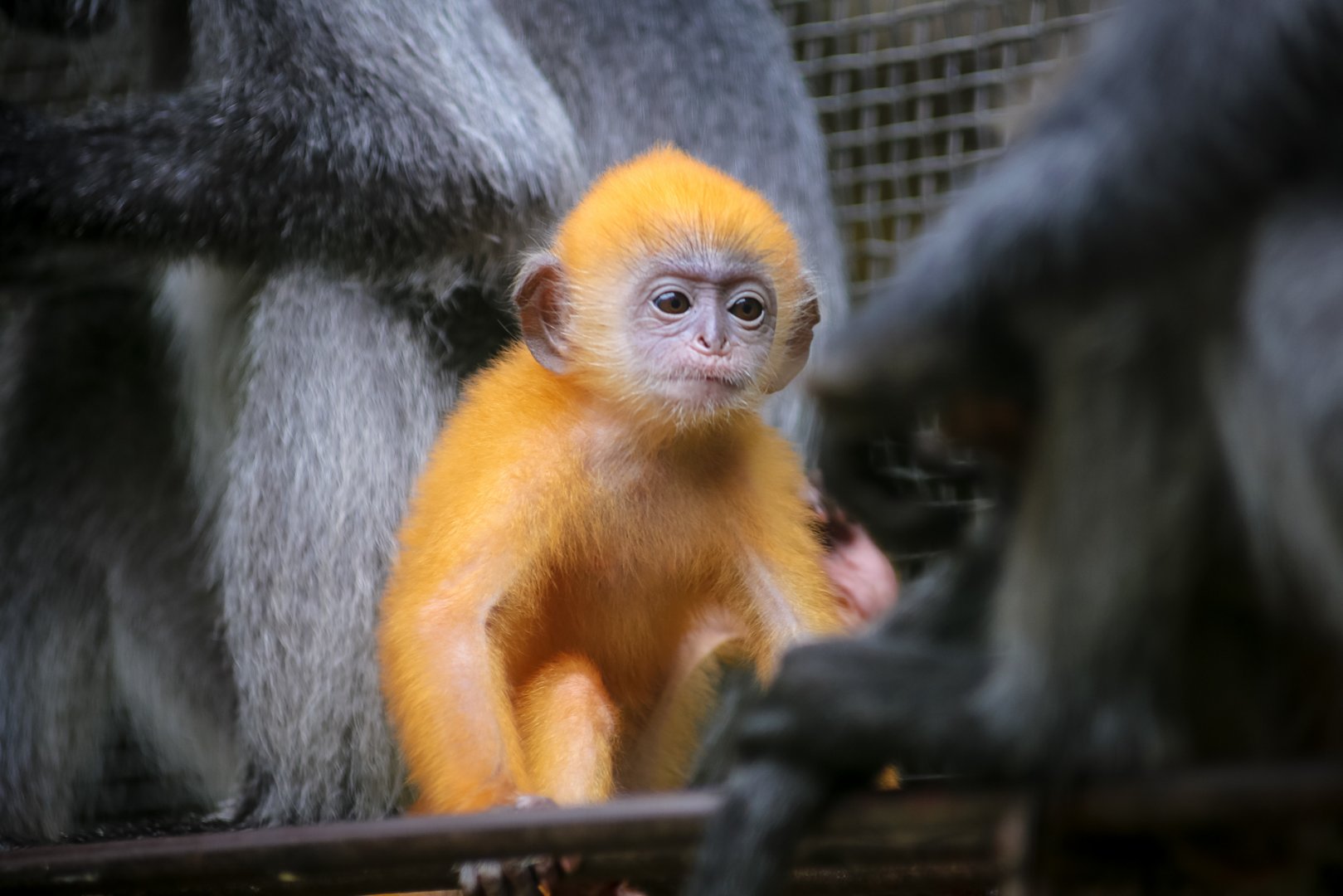 Indo-Chinese silver langur