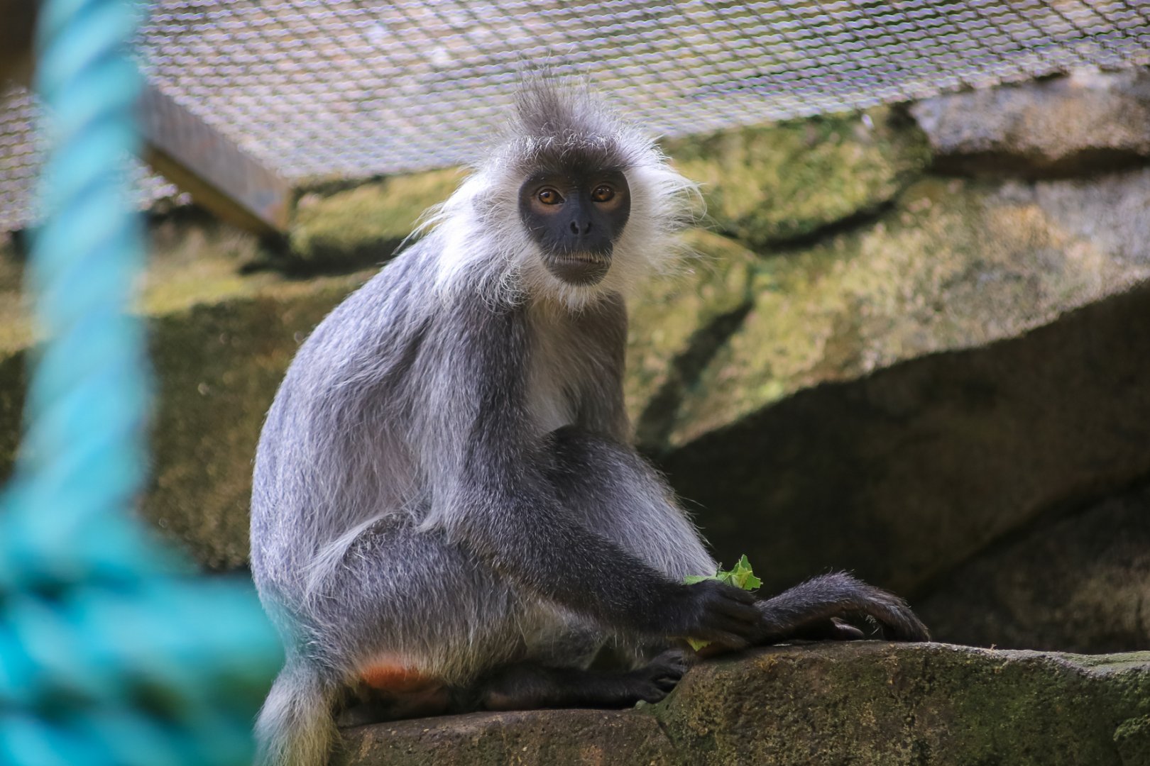 Indo-Chinese silver langur