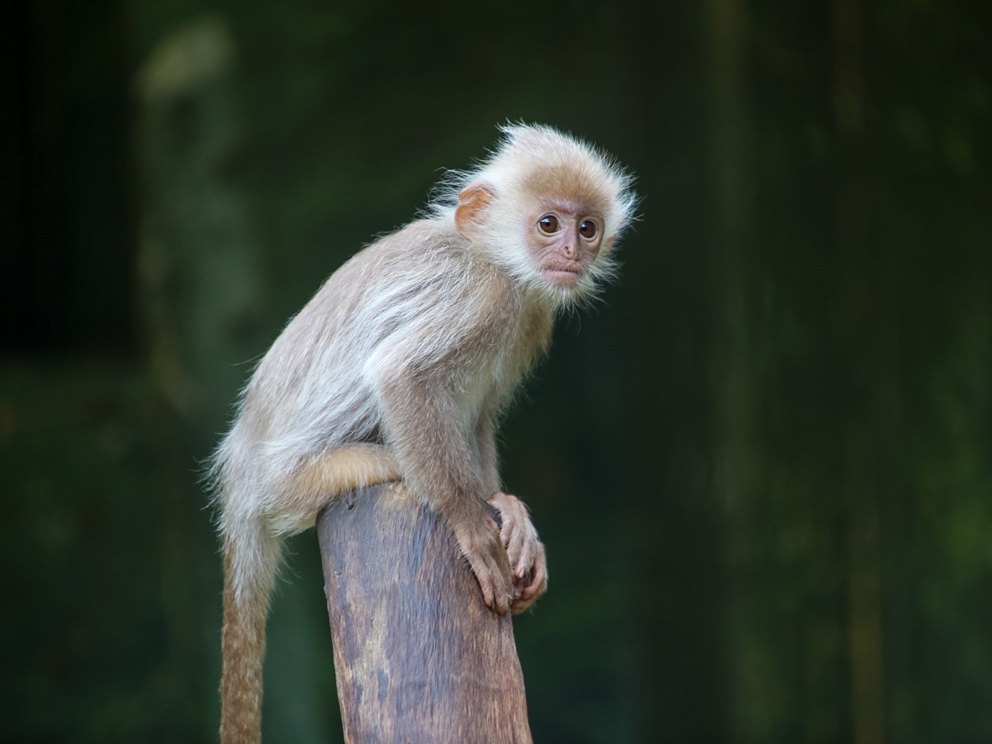 Indo-Chinese silver langur