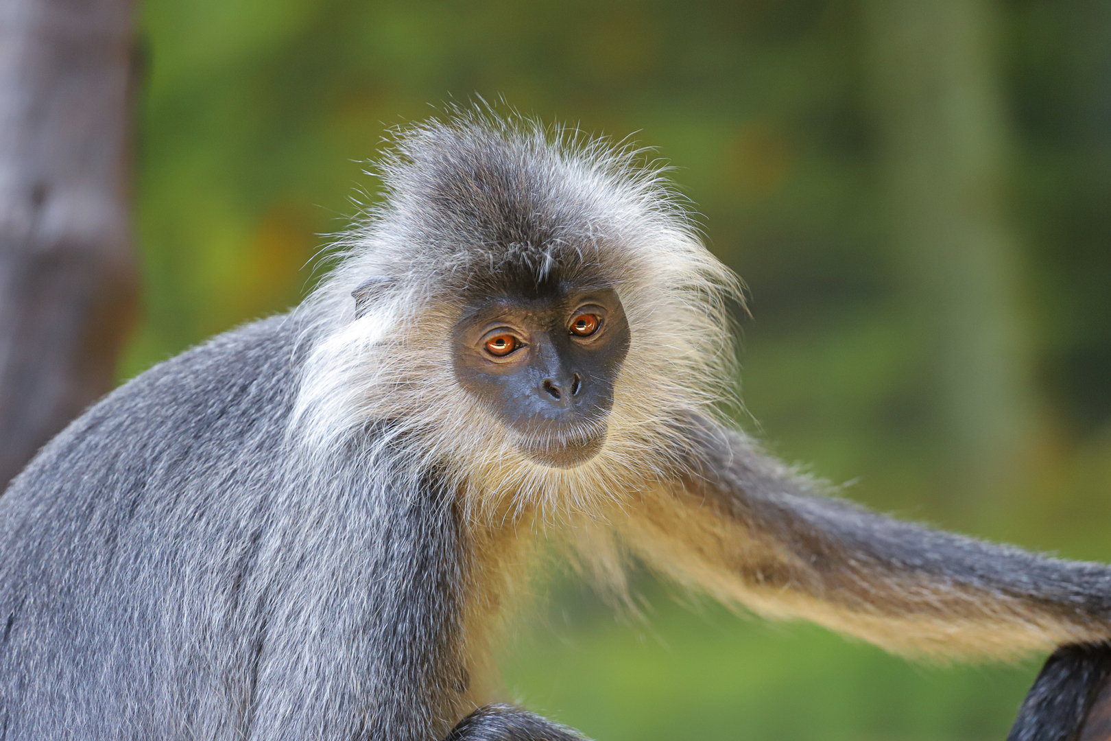 Indo-Chinese silver langur