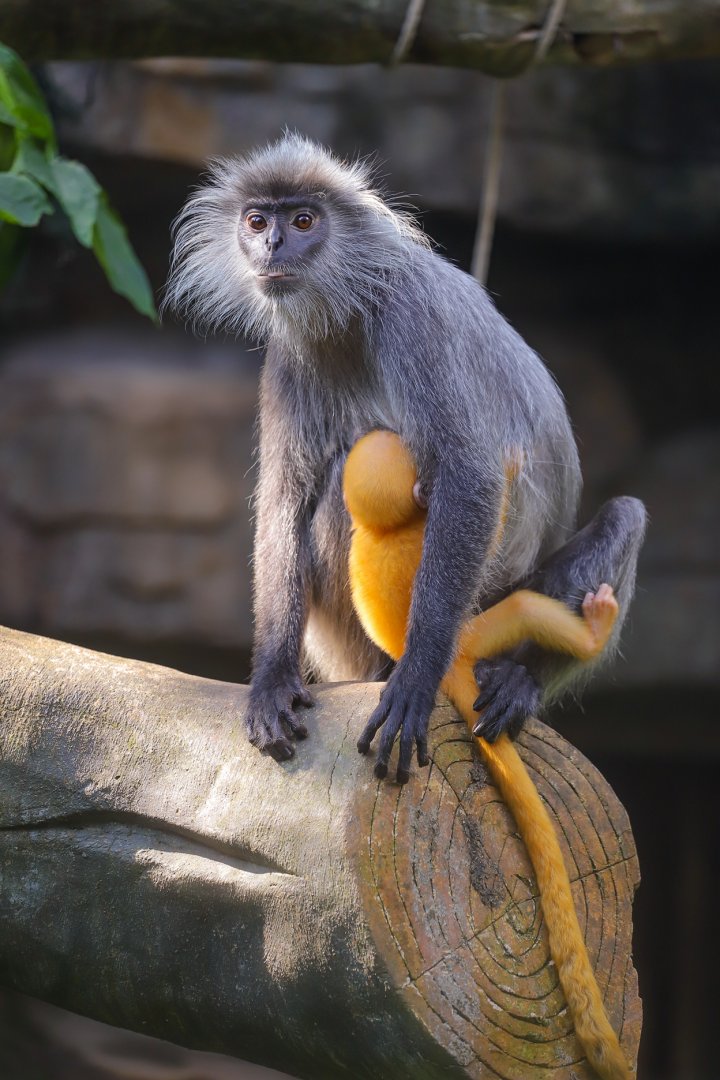 Indo-Chinese silver langur