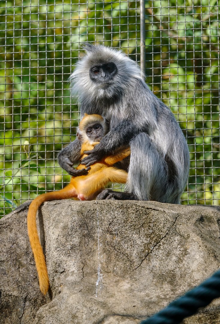 Indo-Chinese silver langur