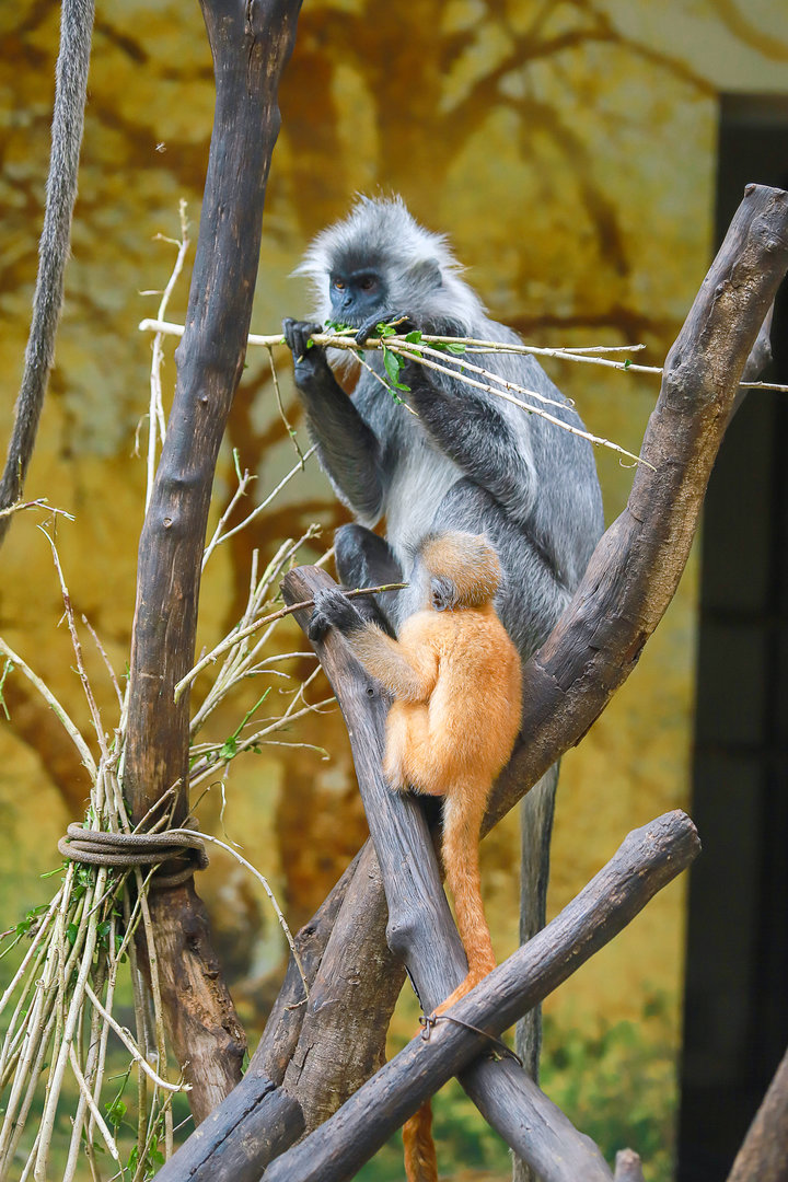 Indo-Chinese silver langur