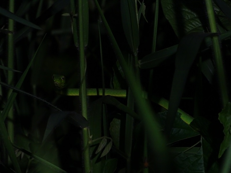 Indo-Chinese whipsnake (Ahaetulla fusca)