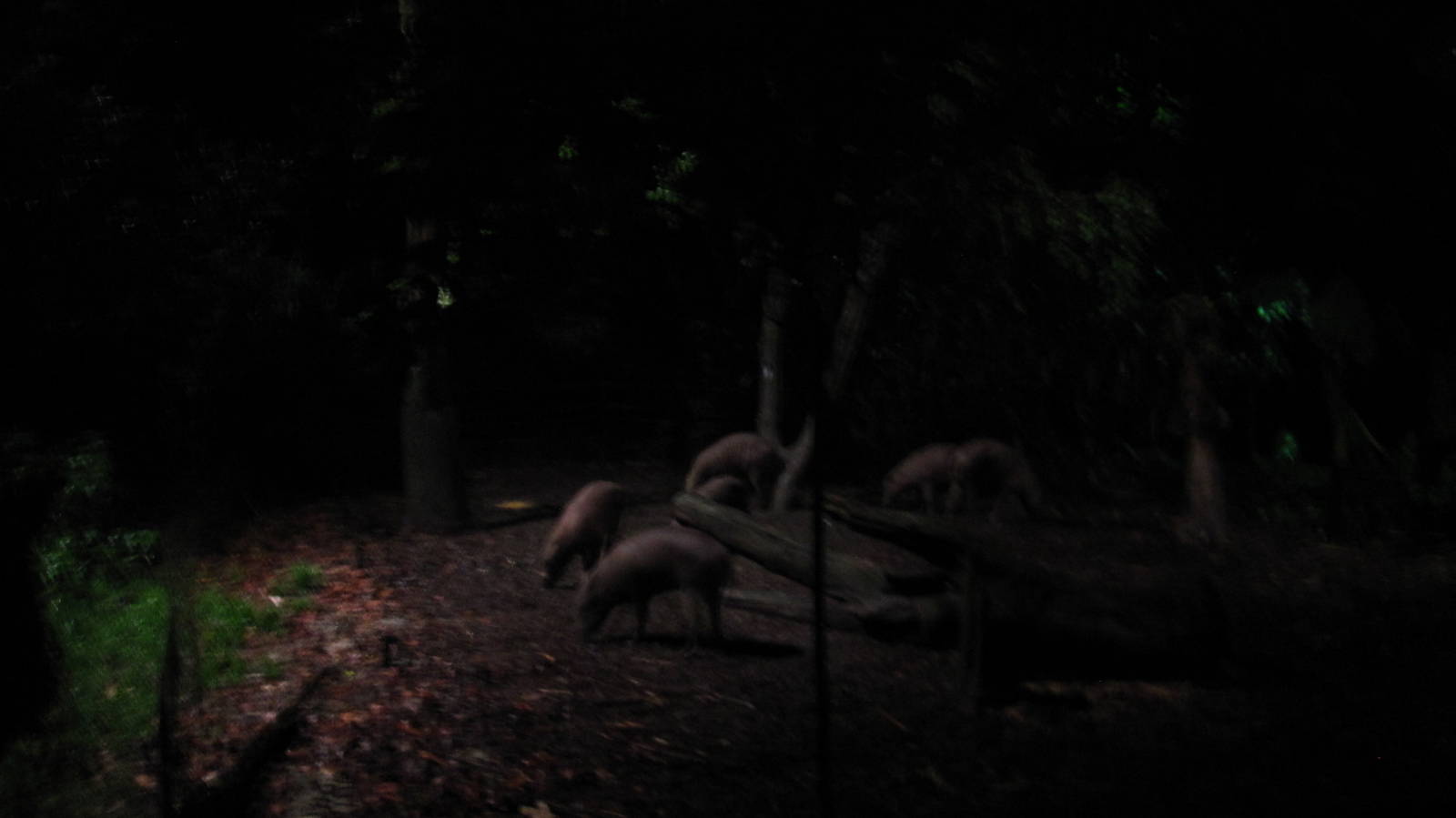 Indo-Malayan Region - Babirusa exhibit